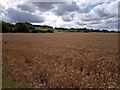 Wheat field by Lincoln Cliff, Bracebridge Heath