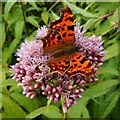 NS3478 : Comma butterfly by Richard Sutcliffe