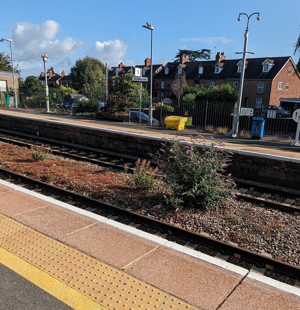 Weeds in the middle of Stonehouse... © Jaggery :: Geograph Britain and ...