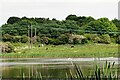 NZ3069 : Horses grazing beside Swallow Pond by Robert Graham