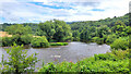 River Wye at Lower Lydbrook