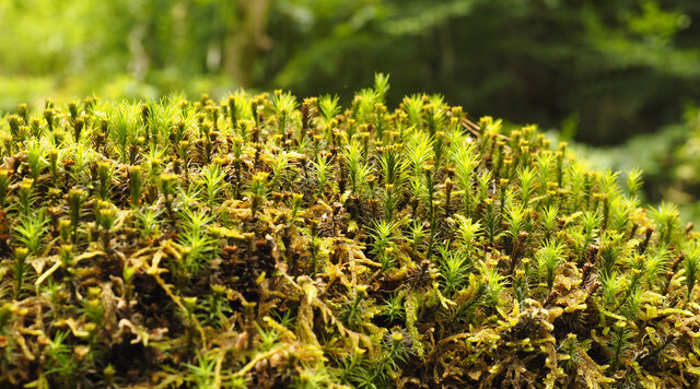 Micro Forest © Andy Beecroft :: Geograph Britain and Ireland