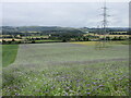 Flowery field under the pylons