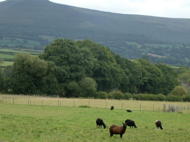 Defaid duon / Black sheep © Ceri Thomas :: Geograph Britain and Ireland