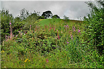 H4968 : Overgrown area, Camowen by Kenneth  Allen
