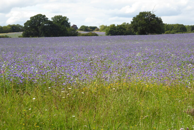 A field of Echium © Philip Halling cc-by-sa/2.0 :: Geograph Britain and ...