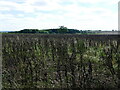 Bean field near Debdale Hill