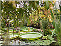 SP5206 : In a tropical greenhouse, Oxford Botanical Garden by Julian Paren