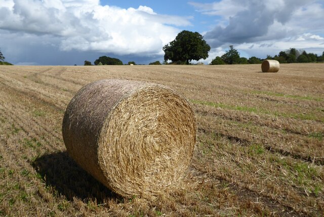 Round straw bales © Philip Halling cc-by-sa/2.0 :: Geograph Britain and ...