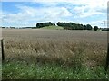 SE4528 : Wheatfield west of Lambkin Plantation by Christine Johnstone
