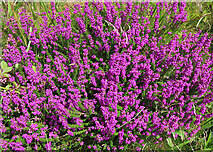 NH1294 : Bell Heather (Erica cinerea) by Anne Burgess