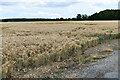 Clifton Reynes: Wheat field