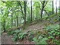 Mixed woodland in Ethy Wood