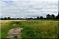 Lathbury: Fallow field and a large number of grazing geese beyond