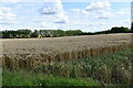 Chicheley: Wheat field