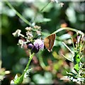 Alners Gorse Butterfly Reserve: Brown Hairstreak 