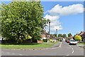 Tree on the corner of Windsor Road, New Alresford