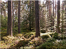 NH6258 : In Upper Braefindon Wood by Julian Paren