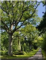 Ancient oak trees along the carriage drive