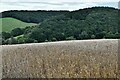 Tedburn st Mary: Wheat field