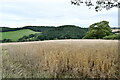 Tedburn st Mary: Wheat field