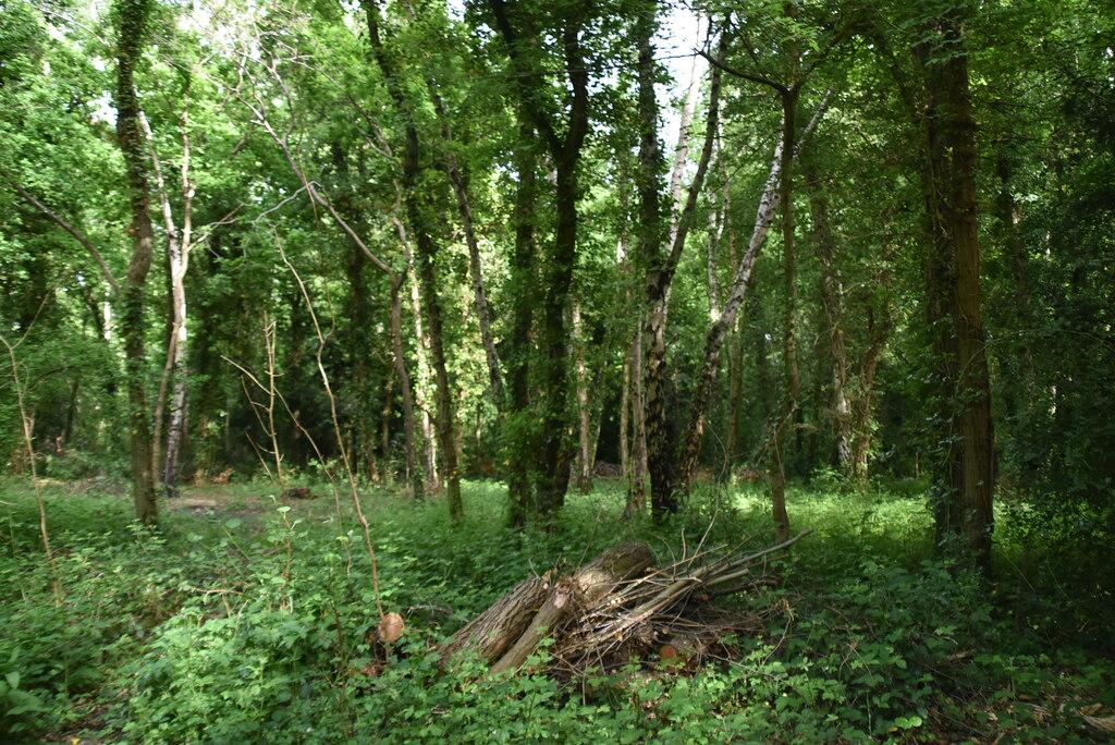 crofton-woods-n-chadwick-geograph-britain-and-ireland