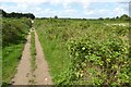 Footpath through an overgrown area