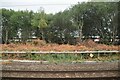 Trackside trees, Doncaster Sidings