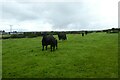 Cattle above Llanfair