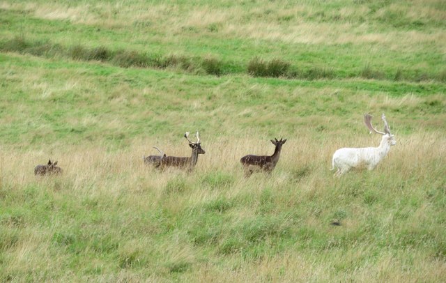 Fallow deer in Raby Castle park © Gordon Hatton :: Geograph Britain and ...