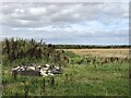 NZ2588 : Ungrazed land on the edge of Ashington by Richard Webb