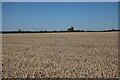 Wheat field near Bozen Green Farm