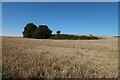 Trees in the field