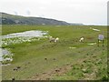 SH6114 : Sheep grazing, horses crossing, near Fairbourne by Malc McDonald