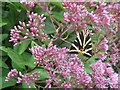 Jersey Tiger Moth