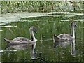 ST4286 : Two juvenile Mute Swans, Magor Marsh by Robin Drayton