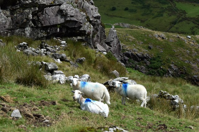 Sheep by the path... © Bill Harrison cc-by-sa/2.0 :: Geograph Britain ...