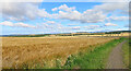 Field of Barley