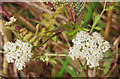 Lesser Water-parsnip