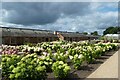 SD7300 : Trials gardens at RHS Bridgewater by DS Pugh