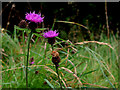 Black knapweed, Letterbin