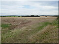 Stubble field, Caunton Common