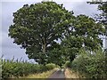 Lovely tree on Stoford Lane