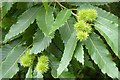 SO7640 : Sweet chestnut by Philip Halling