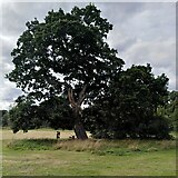 SP2872 : Oak tree, Abbey Fields by A J Paxton