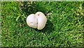 SE0192 : Puffball on Bolton West Park by Roger Templeman