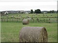 Horse and bales