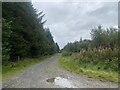 Track through Glasfynydd Forest