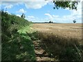 Field edge footpath, Thorner Moor