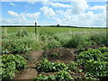 Footpath crossing from one potato field to another